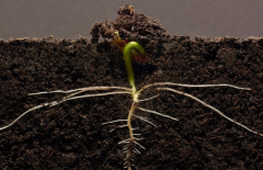 為什么要進(jìn)行土壤有機(jī)質(zhì)檢測(cè)？