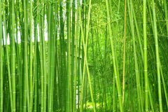 植物株高要如何測量？